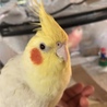 みどりいんこ