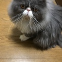 エキゾチック男の子