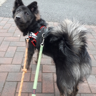 かでな：琉球犬Mix　ふわふわフレンドリーな男の子