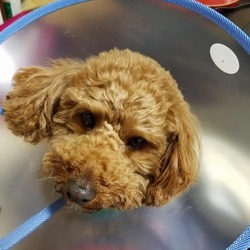 「去勢手術終わりました。」サムネイル2