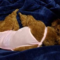 「去勢手術終わりました。」サムネイル3