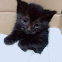 母親とはぐれた黒猫の子猫 元気で人に懐きます！