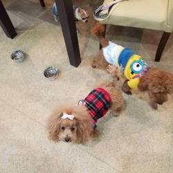 「kikiしゃまこうたぁが来てから」サムネイル2