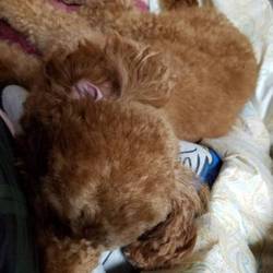 「kikiしゃまこうたぁが来てから」サムネイル3