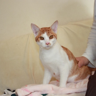 ケージから出してあげたい！去勢済み人懐こいれん君