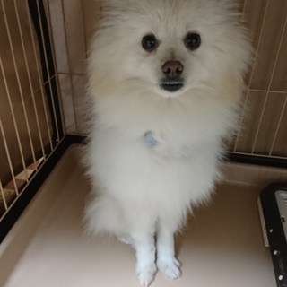 早急にもらってくれる人探してます❗