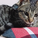 親戚が飼ってくれることになりました！