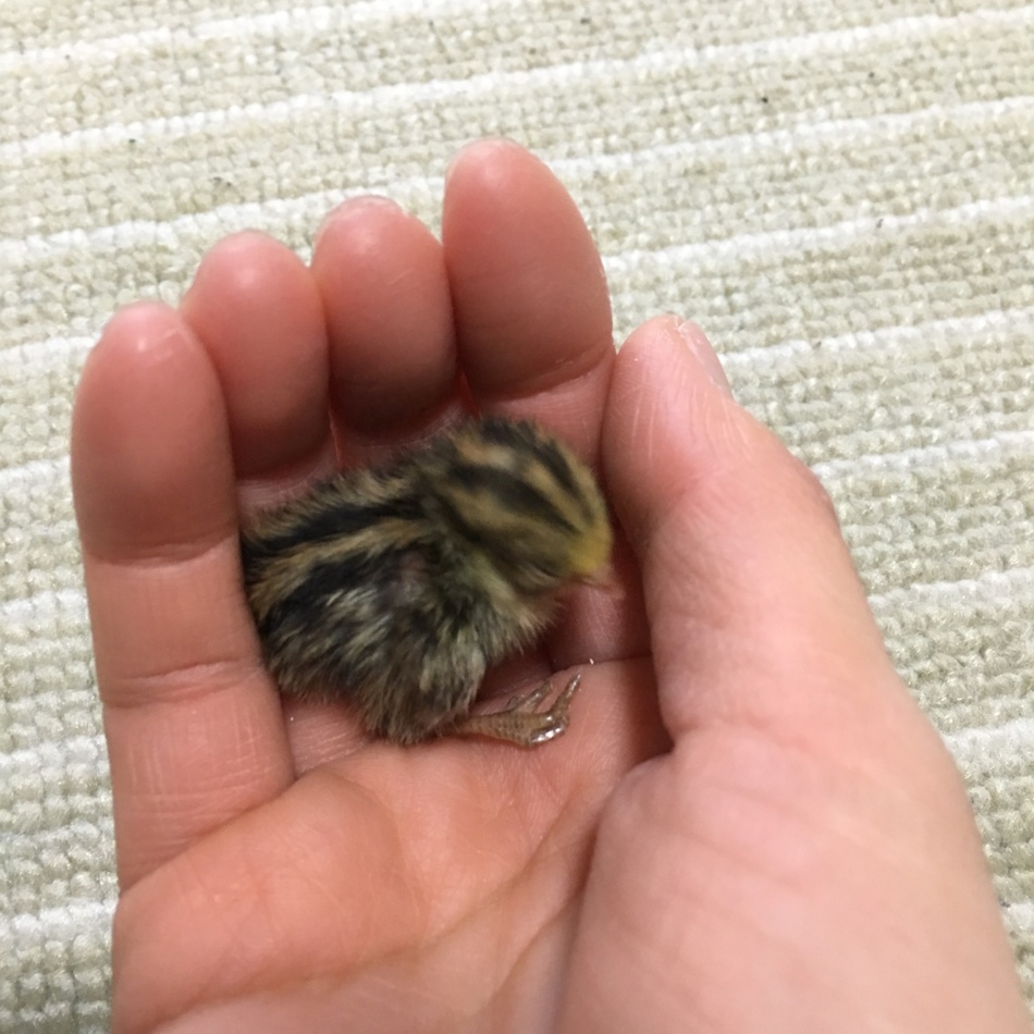 ピッピのカバー写真