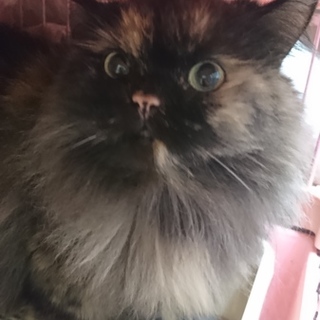 スコ☆つみき☆立ち耳・女の子・５歳・長毛