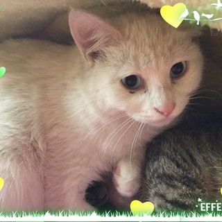 仲良し3兄妹ブルーアイ白猫の男の子♪