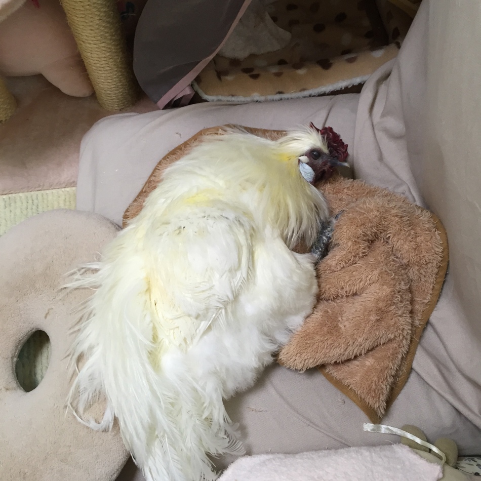 ロクのカバー写真