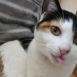 「理想体型を維持するには。」サムネイル1