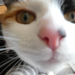 「理想体型を維持するには。」サムネイル3