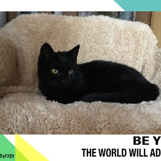 3兄妹可愛い黒猫の女の子♪