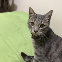 マリ