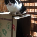「モン」ニートな野良猫の子