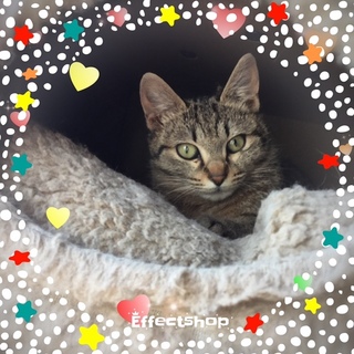 仲良し3兄妹キジ猫の可愛い女の子♪