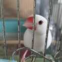 白い文鳥さんの里親様を募集です