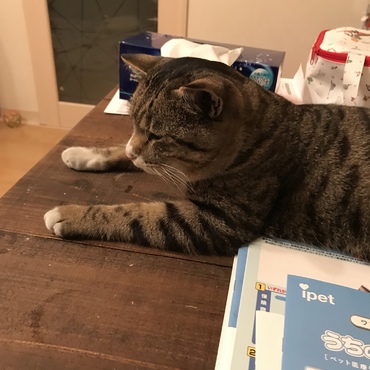 弟のご飯チェック