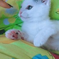 可愛い子猫ですお願いします