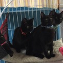 黒猫兄妹です♪