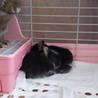 ミニウサギ 生れたて サムネイル2