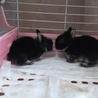 ミニウサギ 生れたて サムネイル3