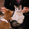 おひざのりのお嬢さまジュピター