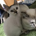 やんちゃな仔猫