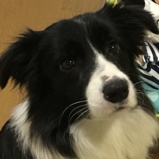 家族が決まりました。ありがとうございました。