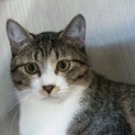 スッキリした顔立ちの男の子