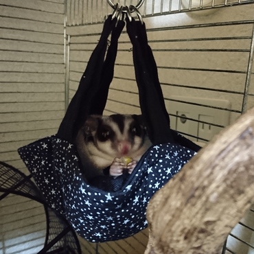 大好きなとうもろこしを頬張るすみれ✨