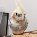 返信まで少々お待ちください