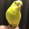 ミントスプラッシュ