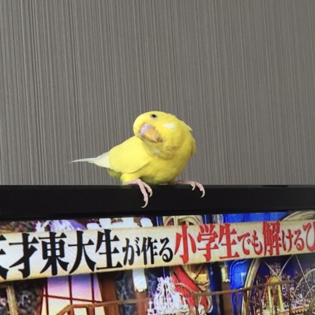 ミントスプラッシュのカバー写真
