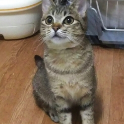 ★３月１７日（土）「ねこの譲渡会（目黒区後援）」smile cat＠中目黒（室内） サムネイル2