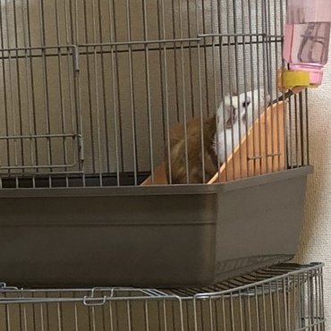 元気にすくすく育ってます。キュウリが大好物で、冷蔵庫を開ける音がすると、欲しいと鳴いてます