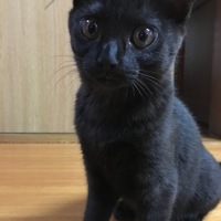 銀ちゃん