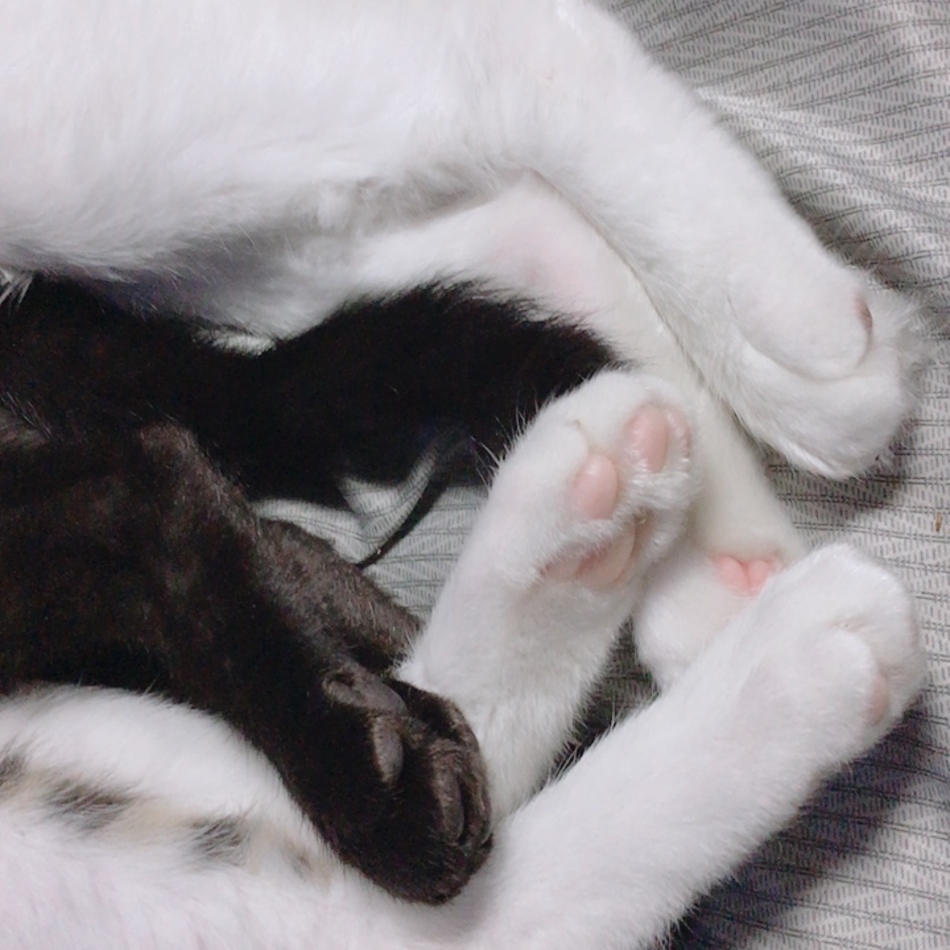雪のカバー写真