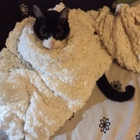 天ちゃん