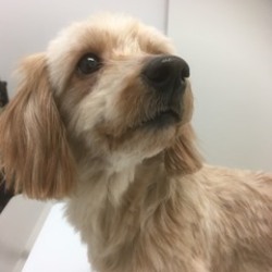 アニマルサポートわんわんわん譲渡会 サムネイル1