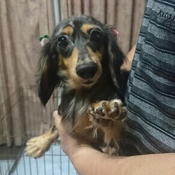 アニマルサポートわんわんわん譲渡会 サムネイル2