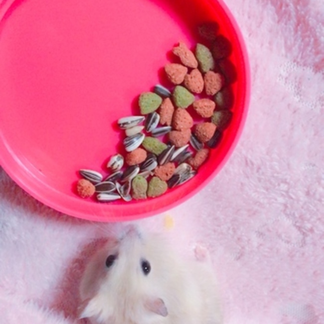 shii1のカバー写真