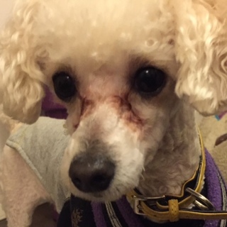 元気で明るいプードルケンくん