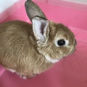 緊急！里親募集します