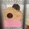 お引越しからまだ数十分でかなりのやんちゃっぷり...。