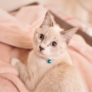 【一時停止】シャム風美猫【ひなこ】