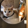 Ashアッシュ
