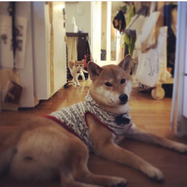 花火 はなび 柴犬 ペットのおうち 月間利用者150万人