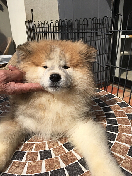 秋田犬の子犬 赤毛のムク 群馬県 犬の里親募集 0505 ペットのおうち 月間利用者150万人